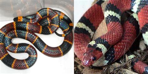 coral vs king snake pics
